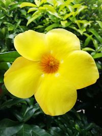 Close-up of yellow flower blooming outdoors