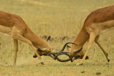 Deer in a field