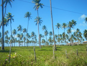 Trees on grassy field against cloudy sky