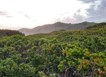 Scenic view of landscape against sky