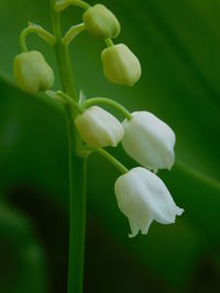 Close-up of white flowering plant