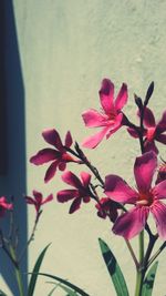 Close-up of pink flower