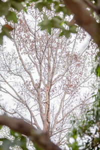 Low angle view of flower tree against sky