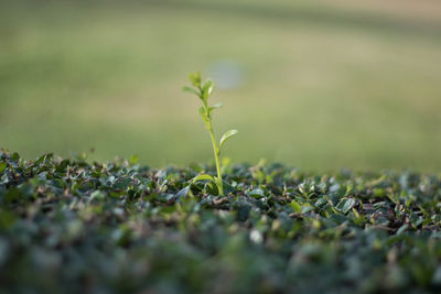 Close-up of plants growing on field