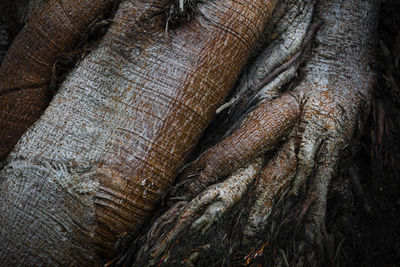 Full frame shot of tree trunk