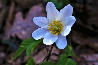Close-up of white flowering plant