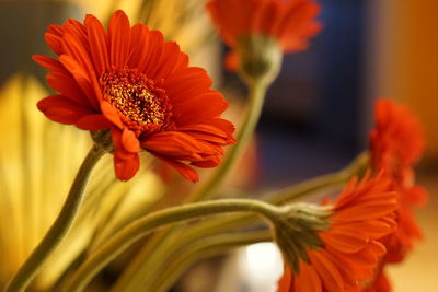 Close-up of orange flower blooming outdoors