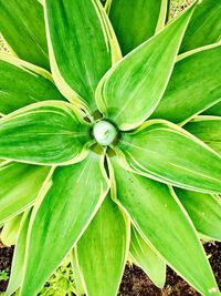 Full frame shot of green leaves