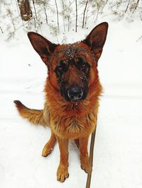 Close-up portrait of dog during winter