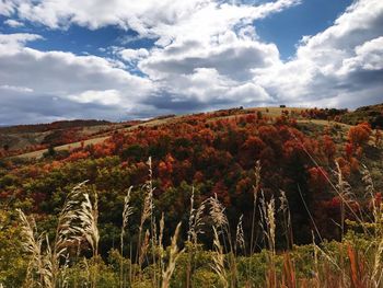 Scenic view of landscape against sky during autumn