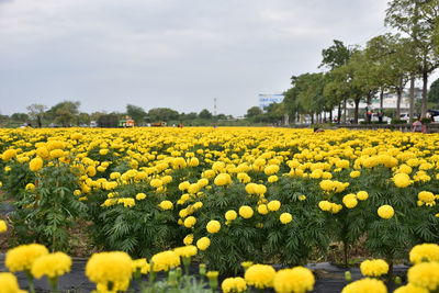 Scenic view of yellow flowers growing on field against sky