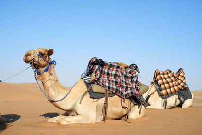 Camel on desert against clear blue sky