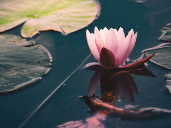 Close-up of lotus water lily in pond