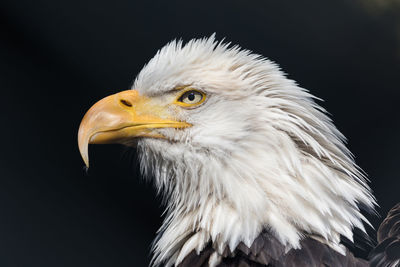 Close-up of eagle against black background