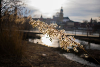 Close-up of snow on plant against sky