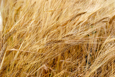 Full frame shot of wheat field