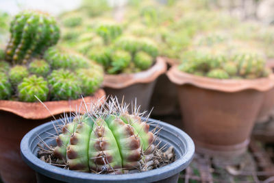 Close-up of succulent plant in pot