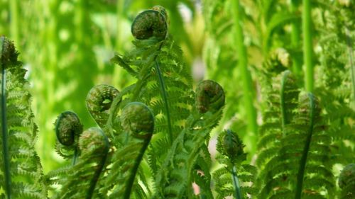 Close-up of fern