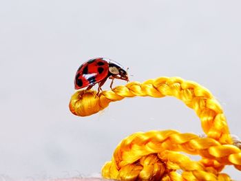 Close-up of ladybug on white background