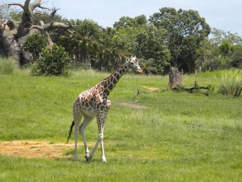 Giraffe seen on safari ride at animal kingdom on grassy field