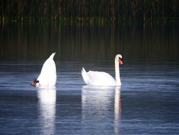 Swans swimming on lake