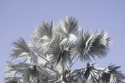 Low angle view of palm tree against clear sky