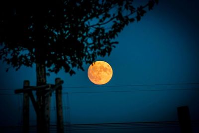 Low angle view of tree against moon at night