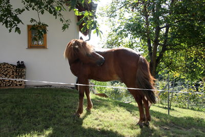 Horse standing in ranch