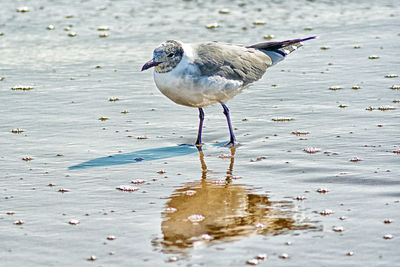 Seagull perching on a beach