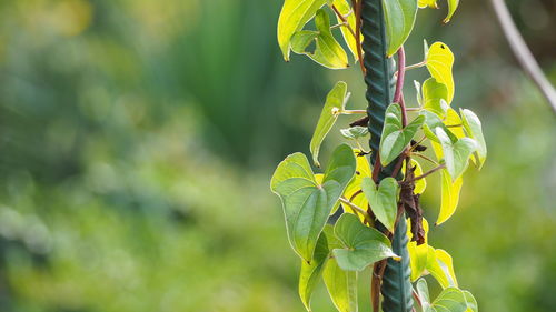 Close-up of fresh green plant