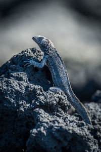 Close-up of lizard