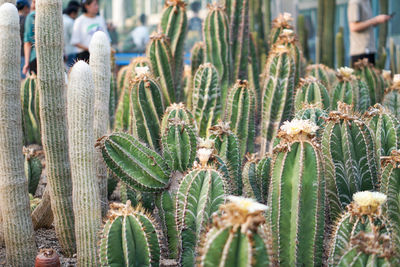 There are echinopsis tubiflora in xiamen botanical garden