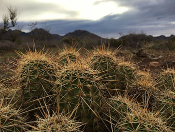 Close-up of cactus growing on field against sky