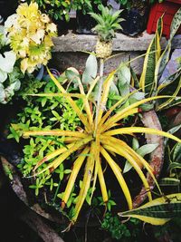 Close-up of cactus plant