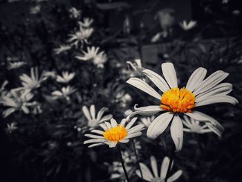 Close-up of white daisy flowers