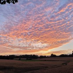 Scenic view of field against sky during sunset