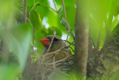 Close-up of bird perching on tree