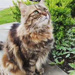 Close-up of cat sitting by plants