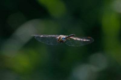 Close-up of insect on leaf