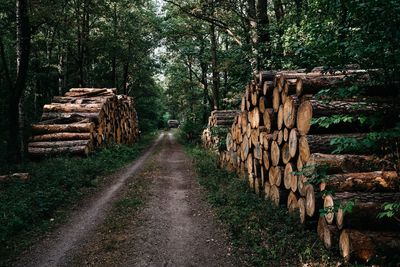 Logs stacked by footpath in forest