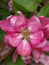 Close-up of pink flowers blooming outdoors