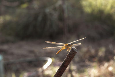 Close-up of dragonfly on plant