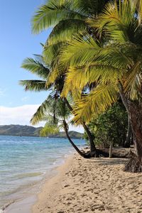 Palm trees on beach against sky