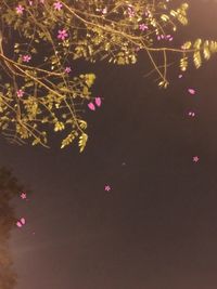 Close-up of pink flowers