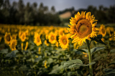 Close-up of sunflower blooming in field against sky