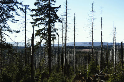 Trees in forest against sky