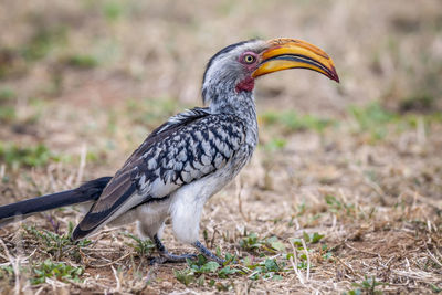 Close up view of african hornbill sitting on the ground,  madikwe game reserve, south africa