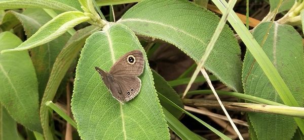 Close-up of butterfly on leaf