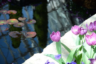 Lotus water lily in pond