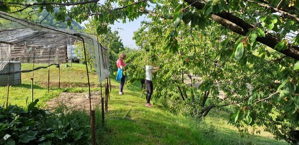 Woman walking on field by trees